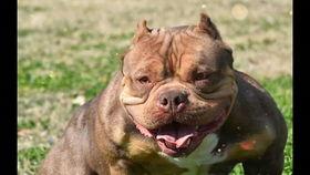 娱乐吃瓜君小奶狗