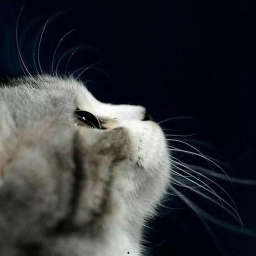 娱乐吃瓜君小猫咪